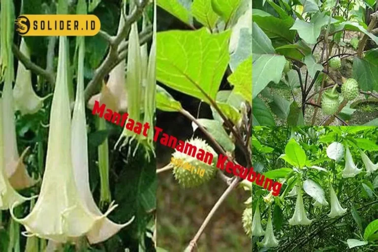 Manfaat Tanaman Kecubung