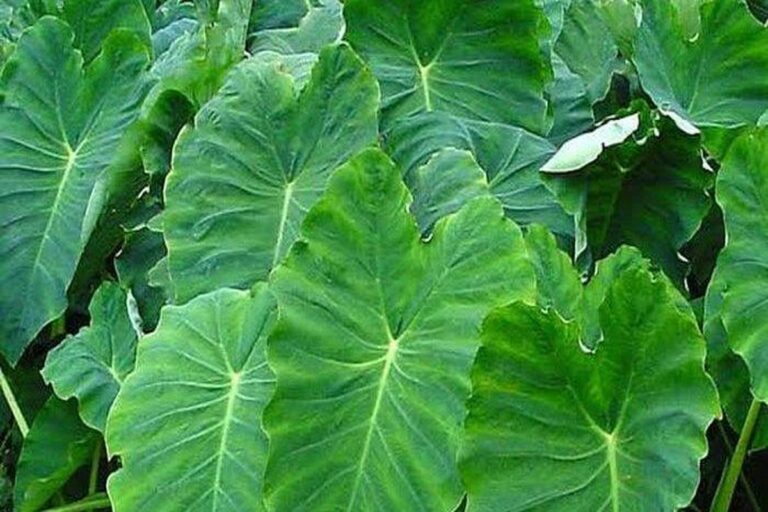 Manfaat Tanaman Keladi