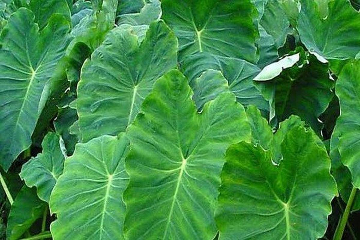 Manfaat Tanaman Keladi