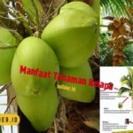 Manfaat Tanaman Kelapa
