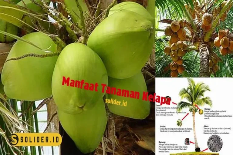 Manfaat Tanaman Kelapa