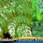 Manfaat Tanaman Kelor