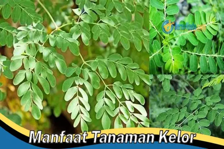 Manfaat Tanaman Kelor