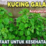 Manfaat Tanaman Kucing Galak