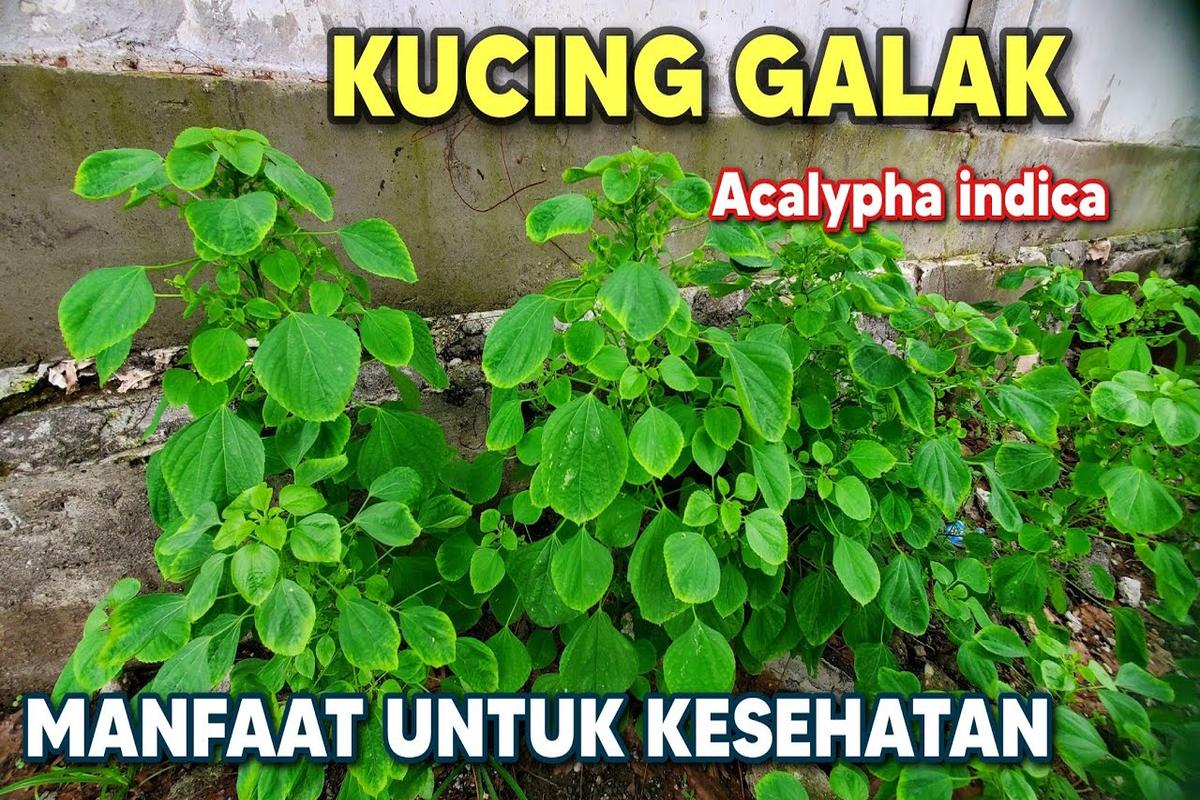 Manfaat Tanaman Kucing Galak