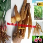 Manfaat Tanaman Kunci
