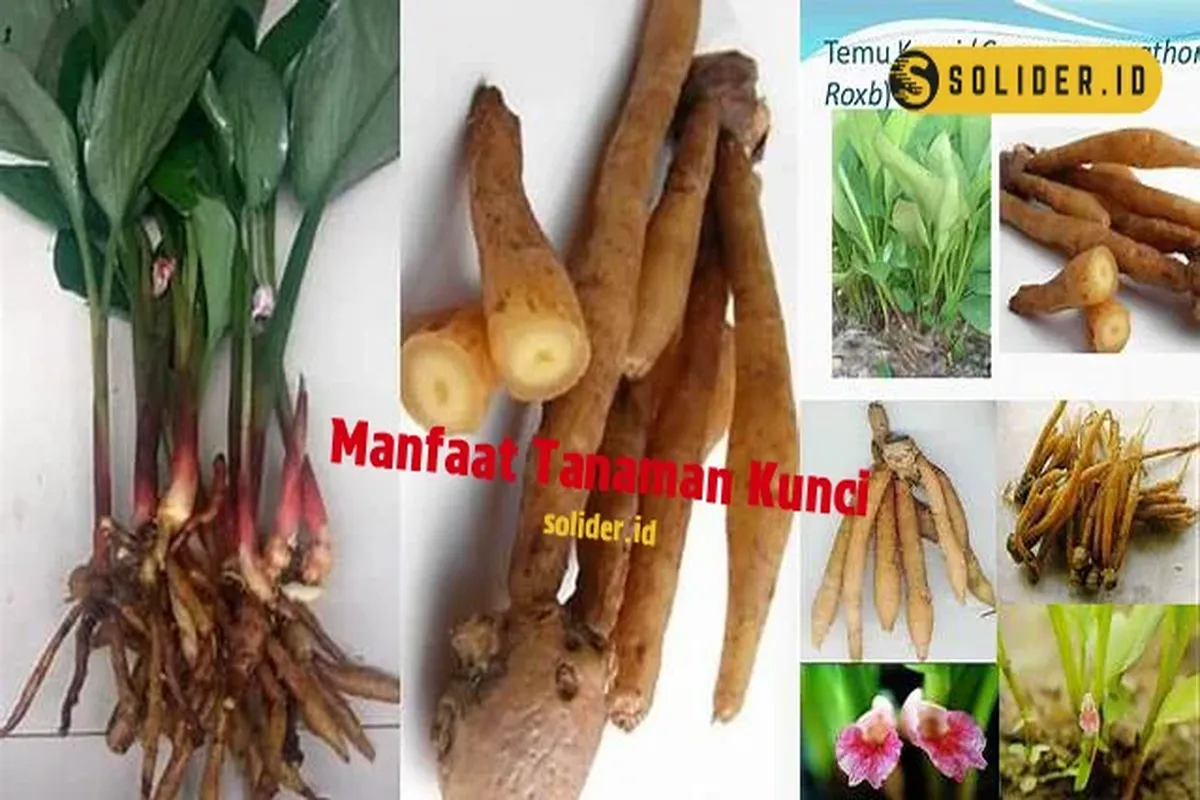 Manfaat Tanaman Kunci