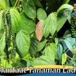 Manfaat Tanaman Lada