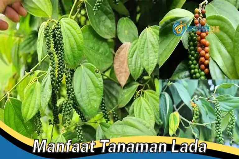 Manfaat Tanaman Lada