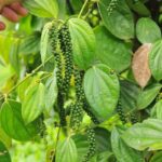 Manfaat Tanaman Lada Hitam
