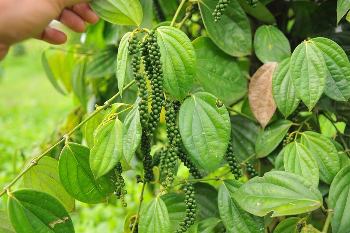 Manfaat Tanaman Lada Hitam