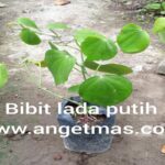 Manfaat Tanaman Lada Putih