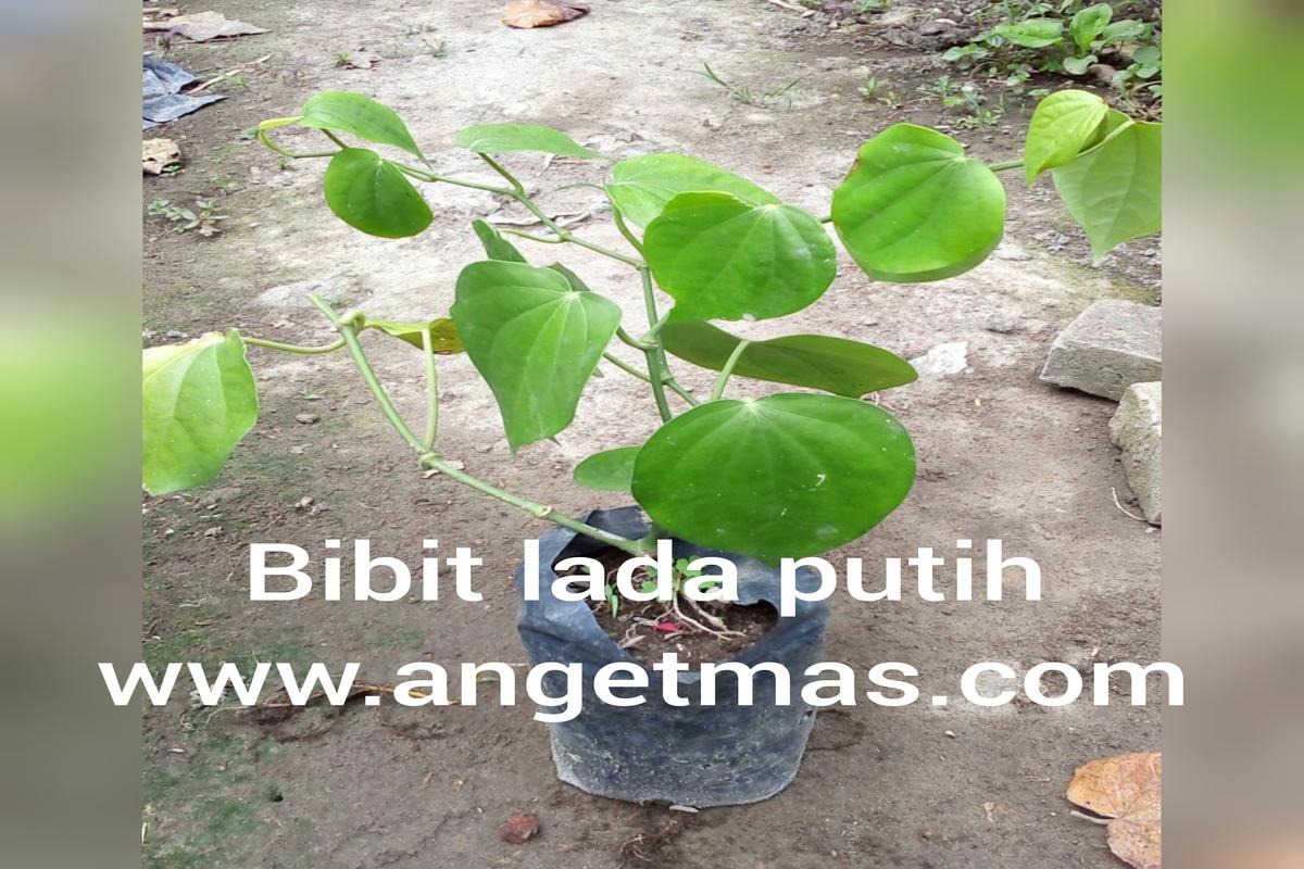 Manfaat Tanaman Lada Putih
