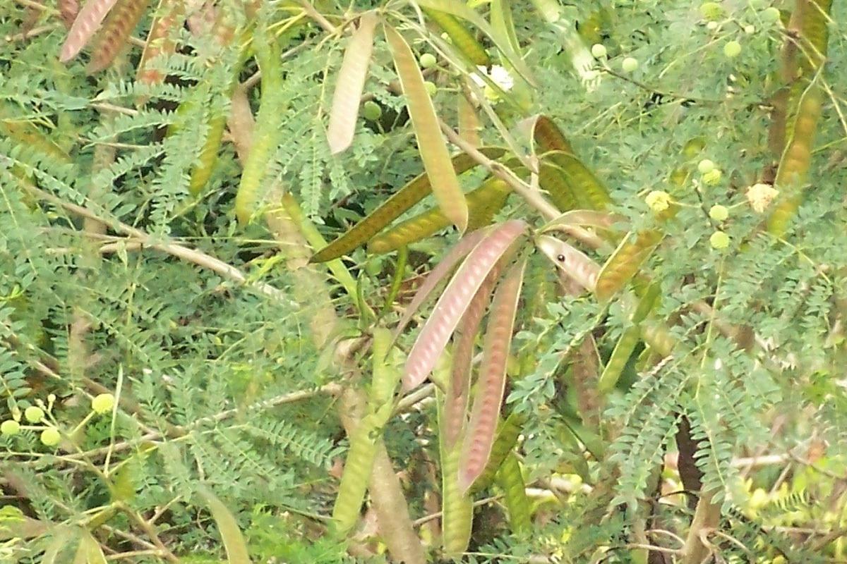 Manfaat Tanaman Lamtoro