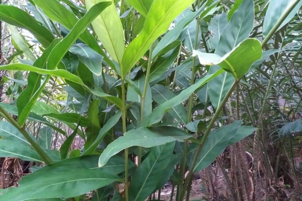 Manfaat Tanaman Laos