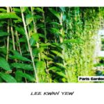 Manfaat Tanaman Lee Kwan Yew
