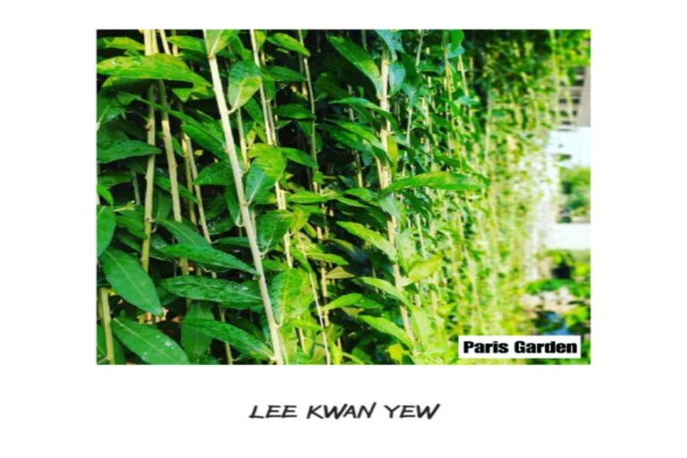 Manfaat Tanaman Lee Kwan Yew