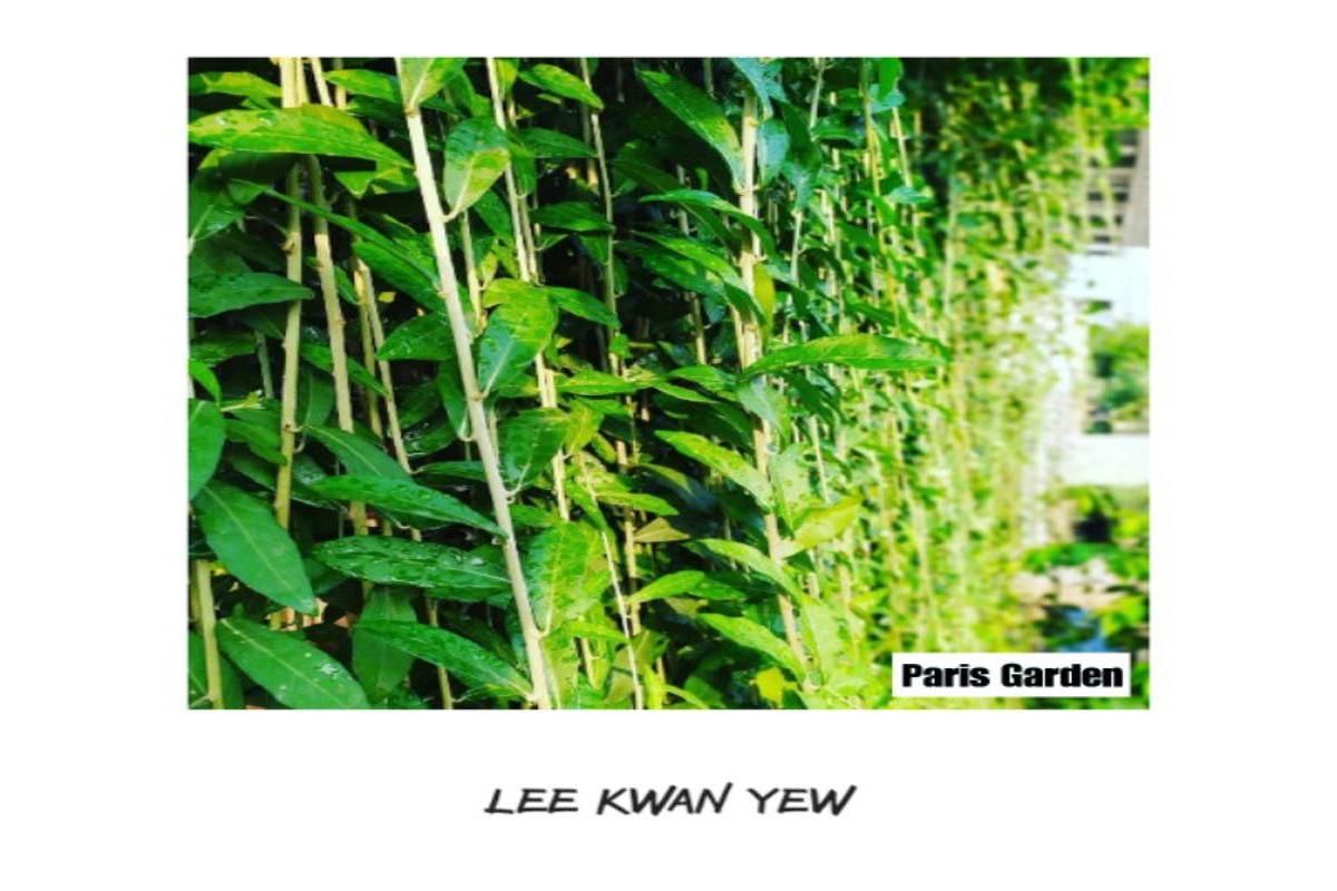 Manfaat Tanaman Lee Kwan Yew
