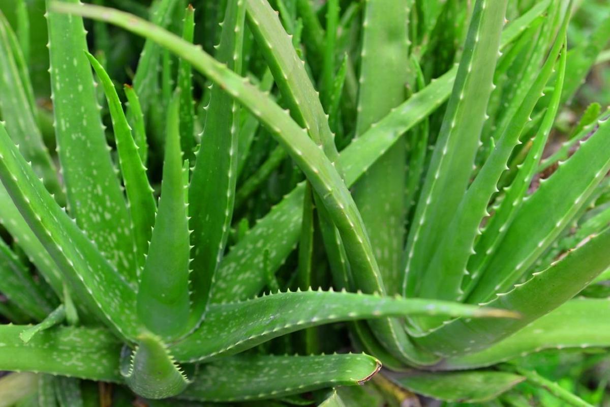 Manfaat Tanaman Lidah Buaya