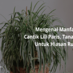 Manfaat Tanaman Lili Paris
