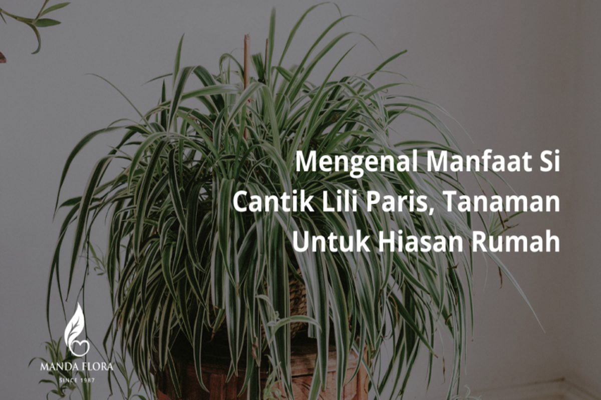 Manfaat Tanaman Lili Paris