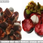 Manfaat Tanaman Manggis
