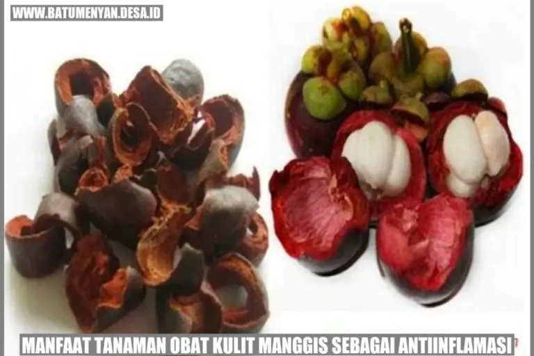 Manfaat Tanaman Manggis