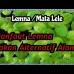 Manfaat Tanaman Mata Lele