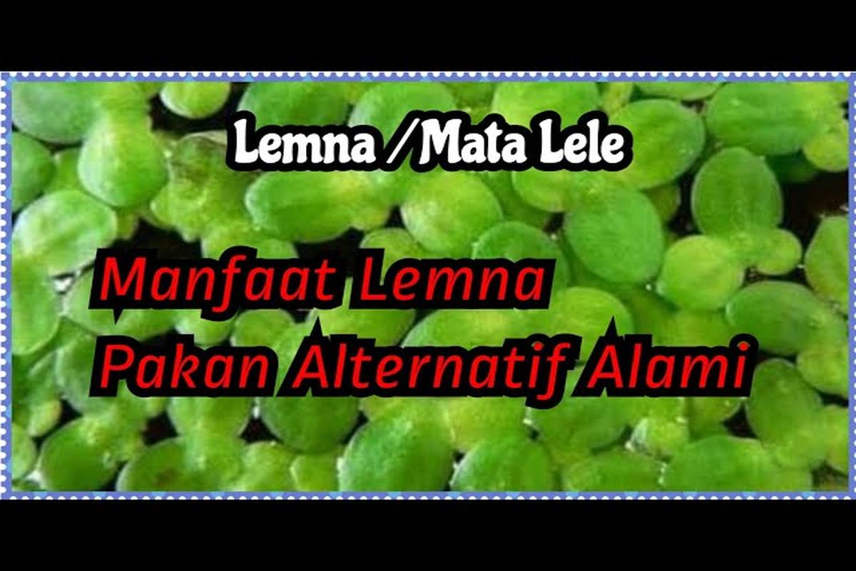 Manfaat Tanaman Mata Lele