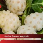 Manfaat Tanaman Mengkudu
