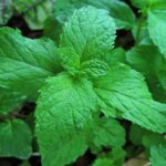 Manfaat Tanaman Mint