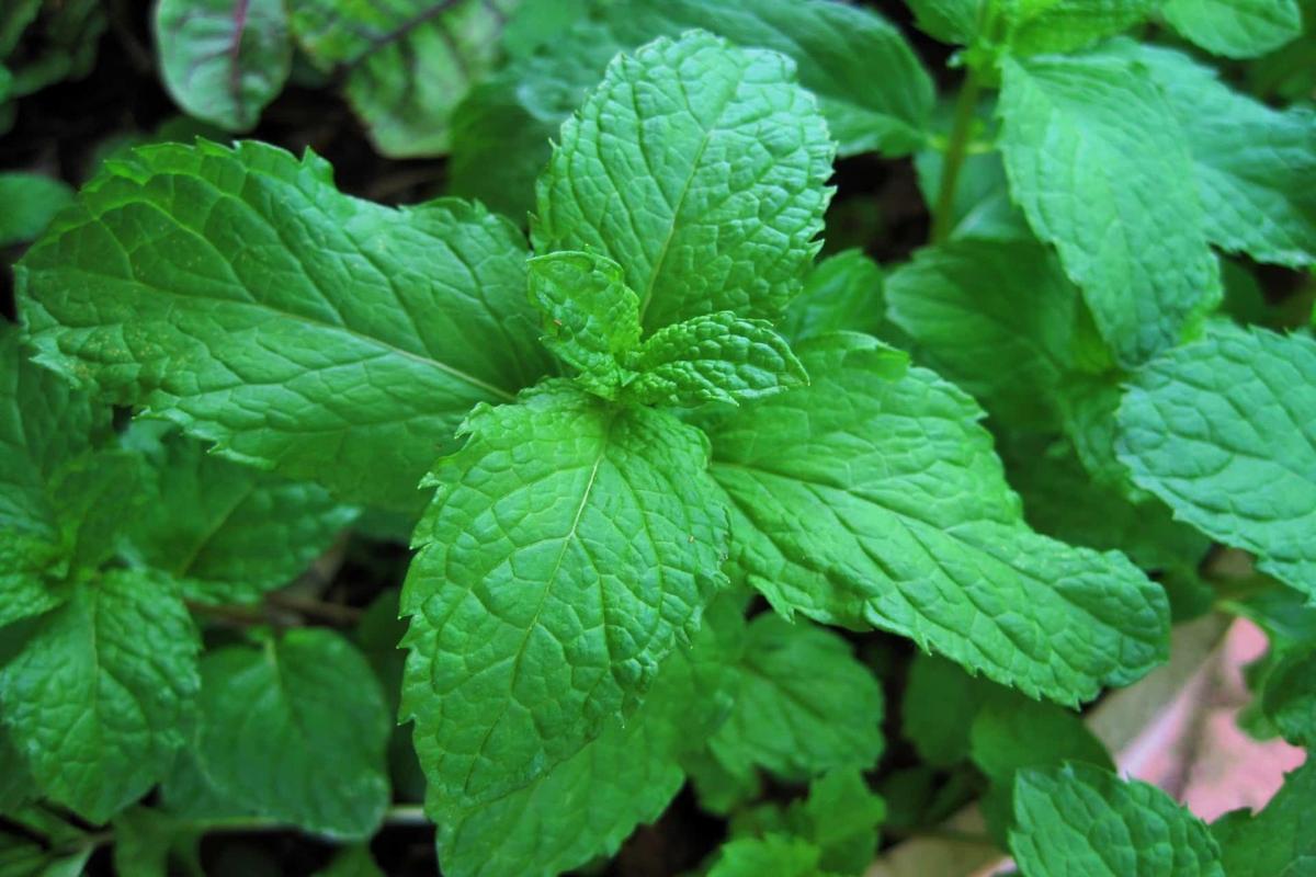 Manfaat Tanaman Mint