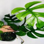 Manfaat Tanaman Monstera