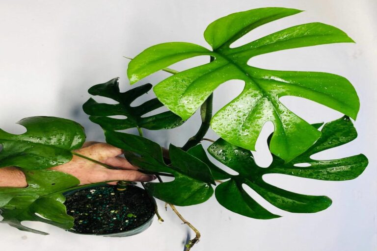 Manfaat Tanaman Monstera