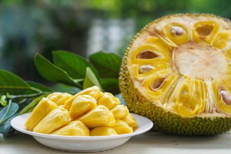 Manfaat Tanaman Nangka