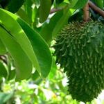 Manfaat Tanaman Nangka Belanda