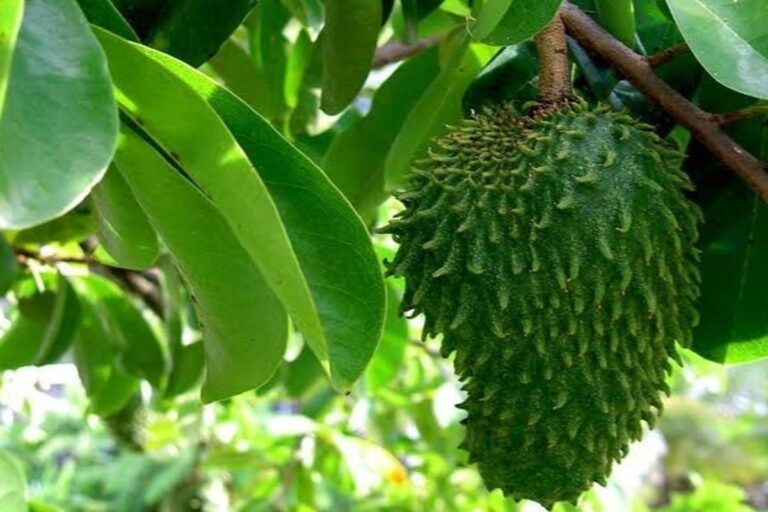 Manfaat Tanaman Nangka Belanda