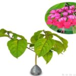 Manfaat Tanaman Nona Makan Sirih