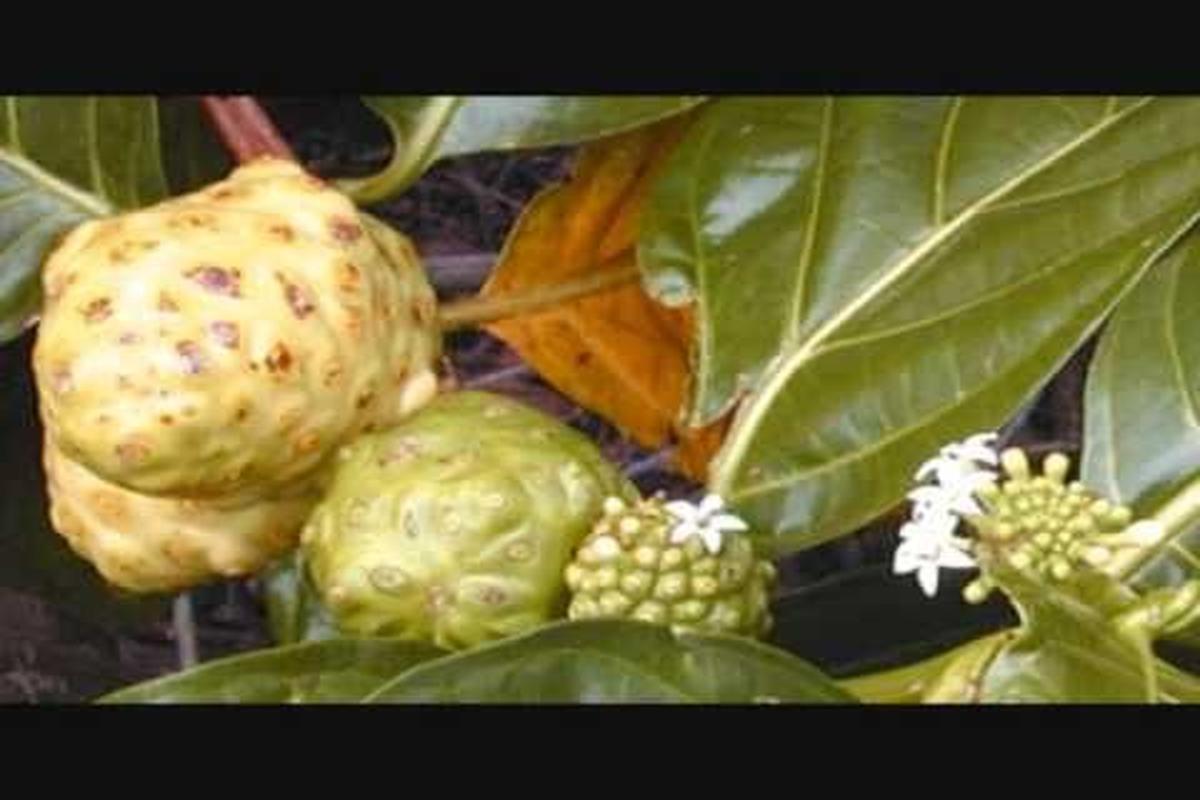 Manfaat Tanaman Noni
