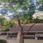 Manfaat Tanaman Nusa Indah