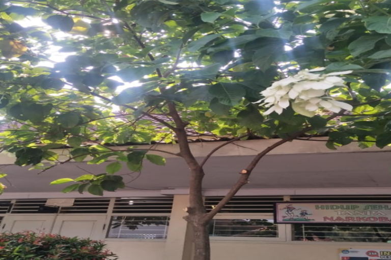 Manfaat Tanaman Nusa Indah