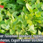 Manfaat Tanaman Nyawai