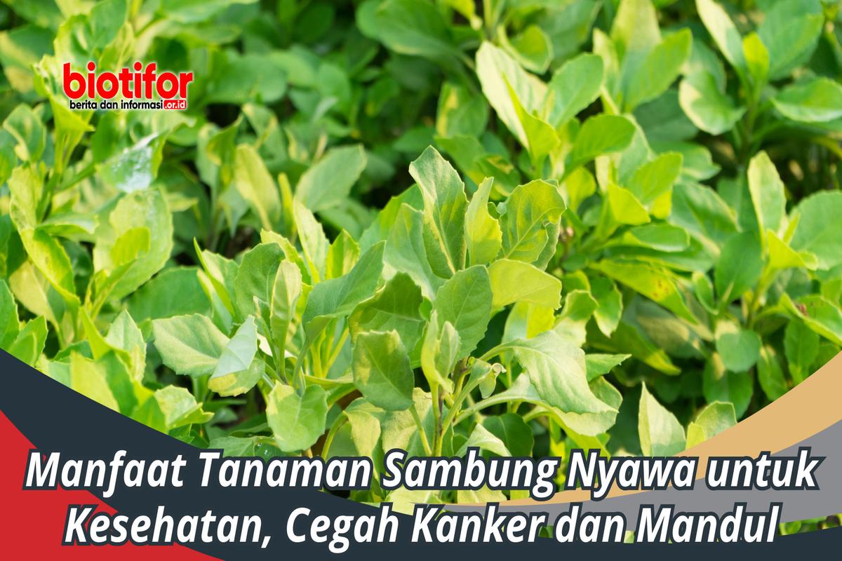 Manfaat Tanaman Nyawai