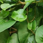 Manfaat Tanaman Obat Daun Binahong