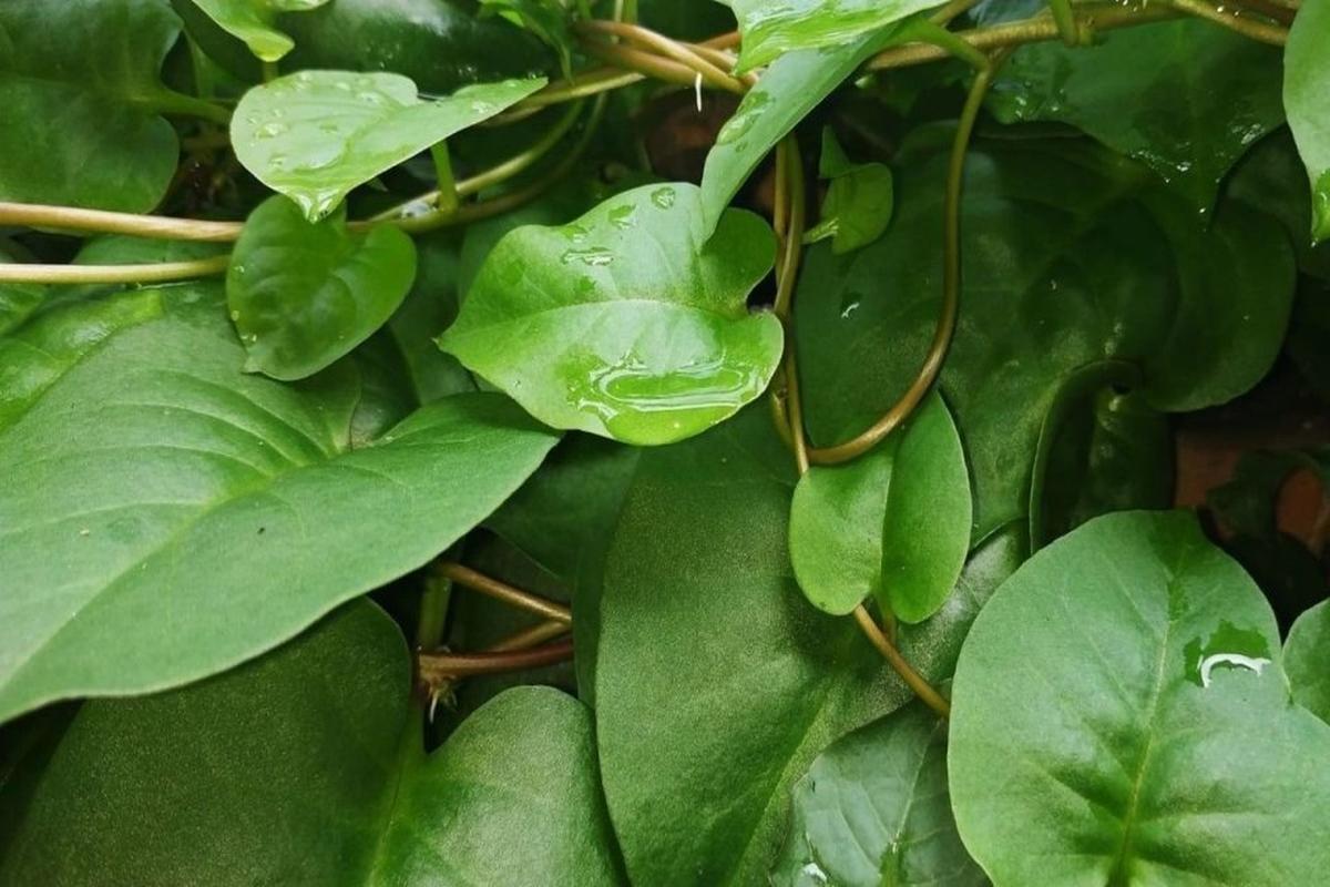 Manfaat Tanaman Obat Daun Binahong