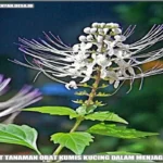 Manfaat Tanaman Obat Kumis Kucing
