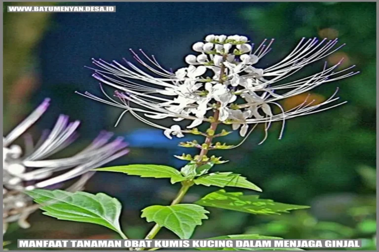 Manfaat Tanaman Obat Kumis Kucing