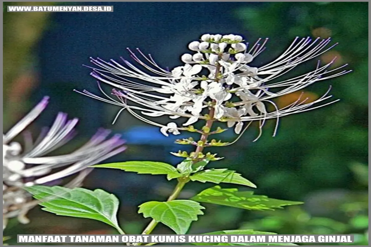 Manfaat Tanaman Obat Kumis Kucing