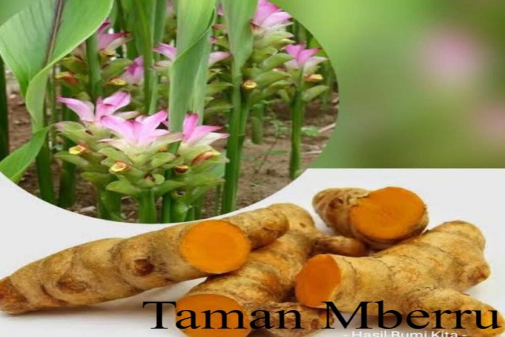 Manfaat Tanaman Obat Temulawak
