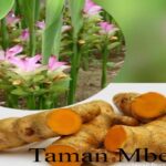 Manfaat Tanaman Obat Temulawak